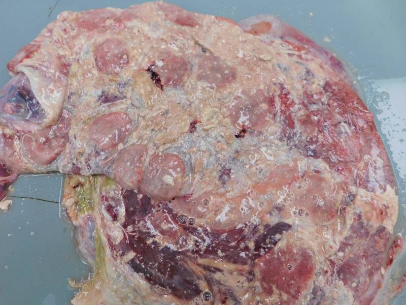 lamb placenta