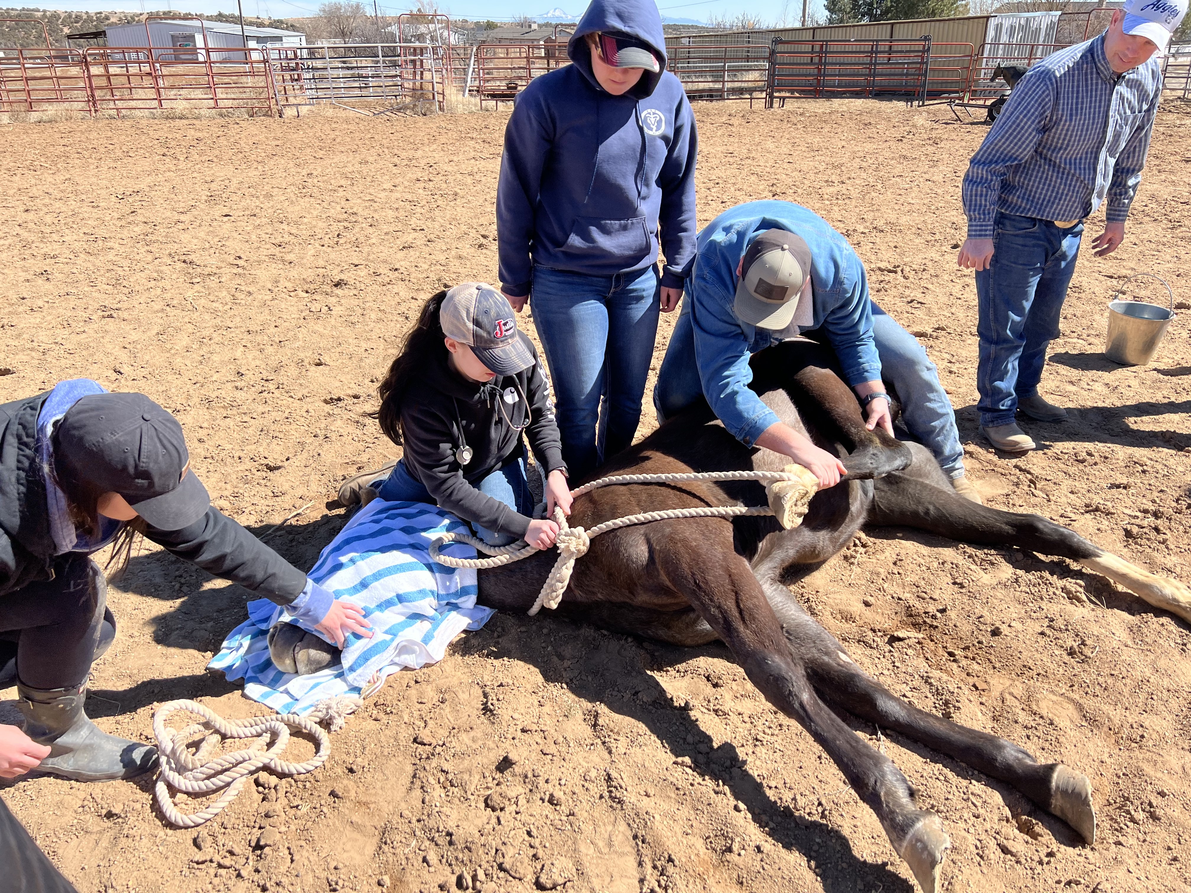 Group of vets helping a horse