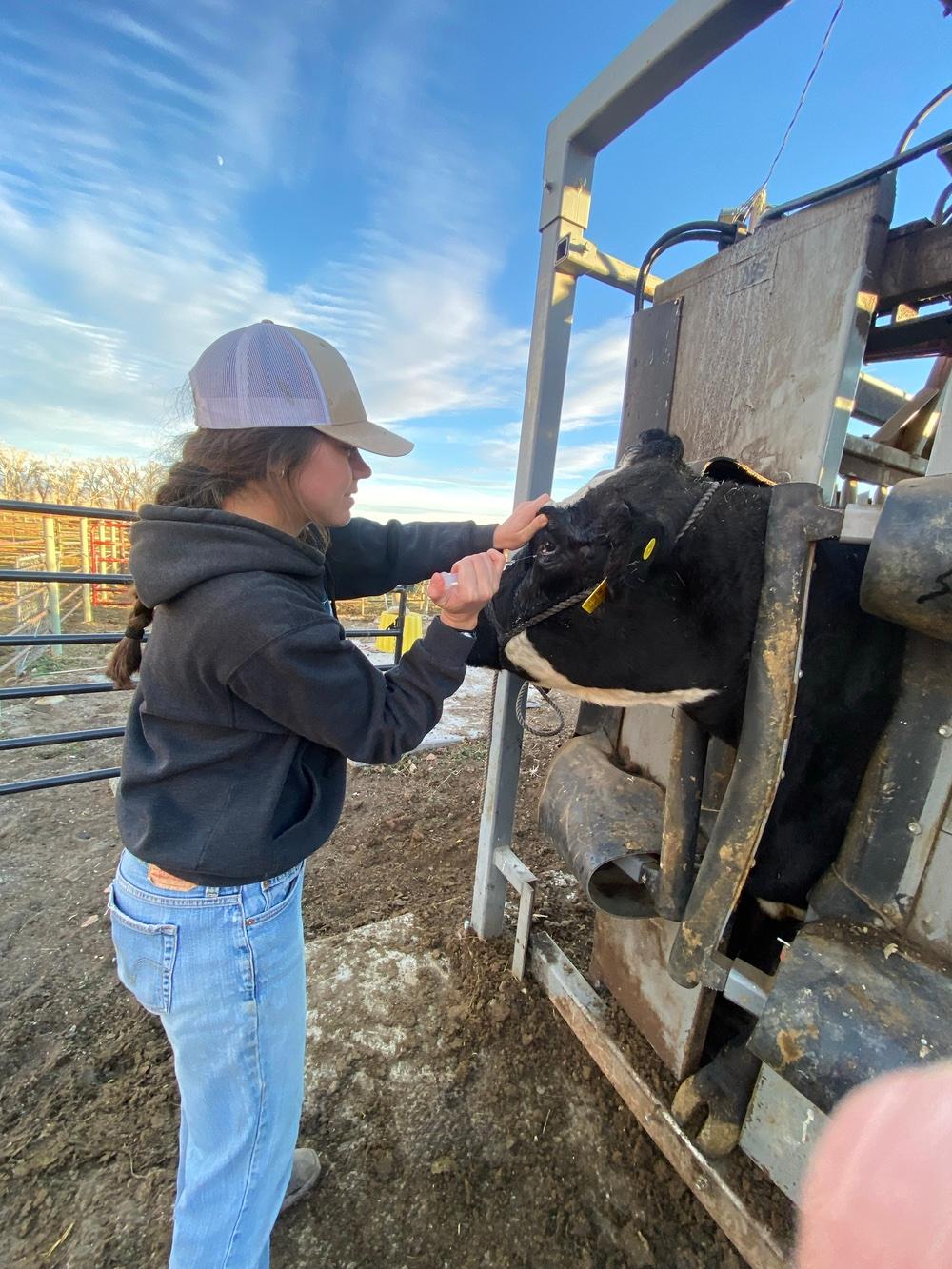 Loulou Neff, a second-year student, prepares to perform a procedure on a cow which had a cancer growing on its third eyelid.