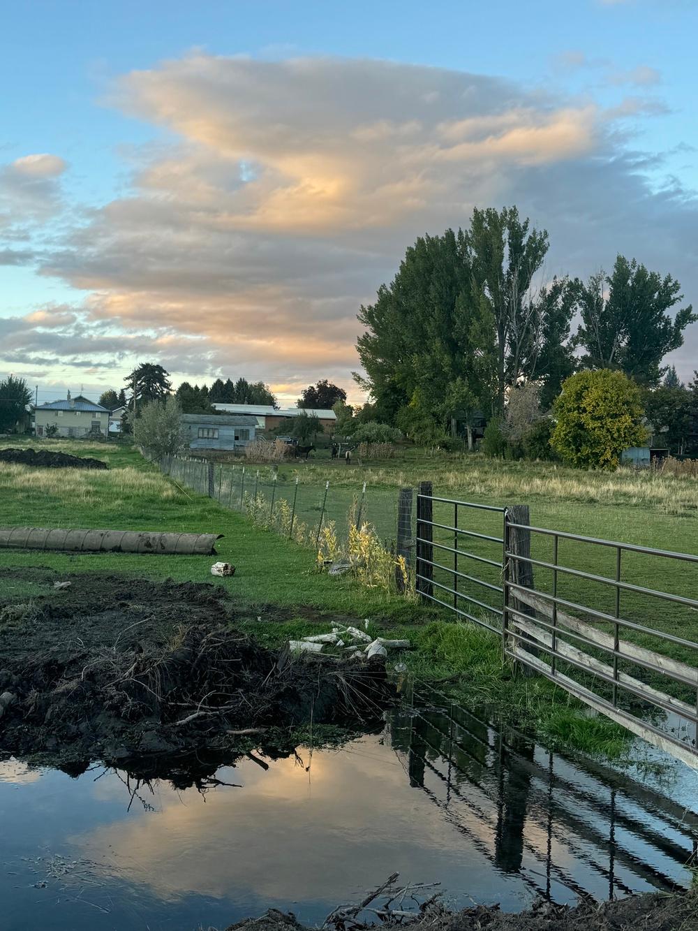 A neighborhood pasture around sunset seen by Jaide while out walking her dog. 