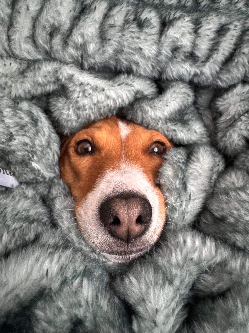 Aji cuddles up in her Minky blankets.