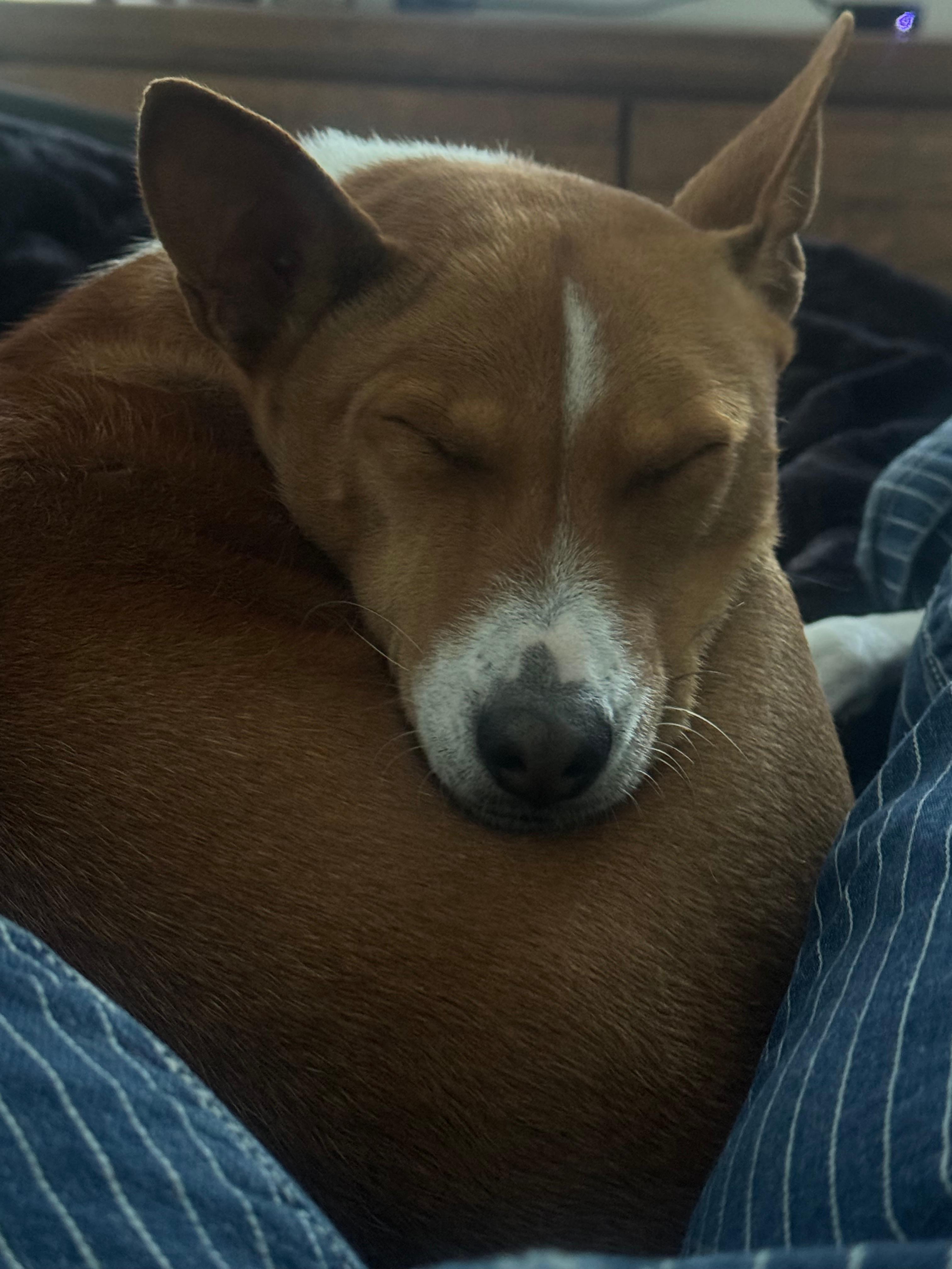 Aji the basenji sleeps between Jaide’s legs while she attempts to study.