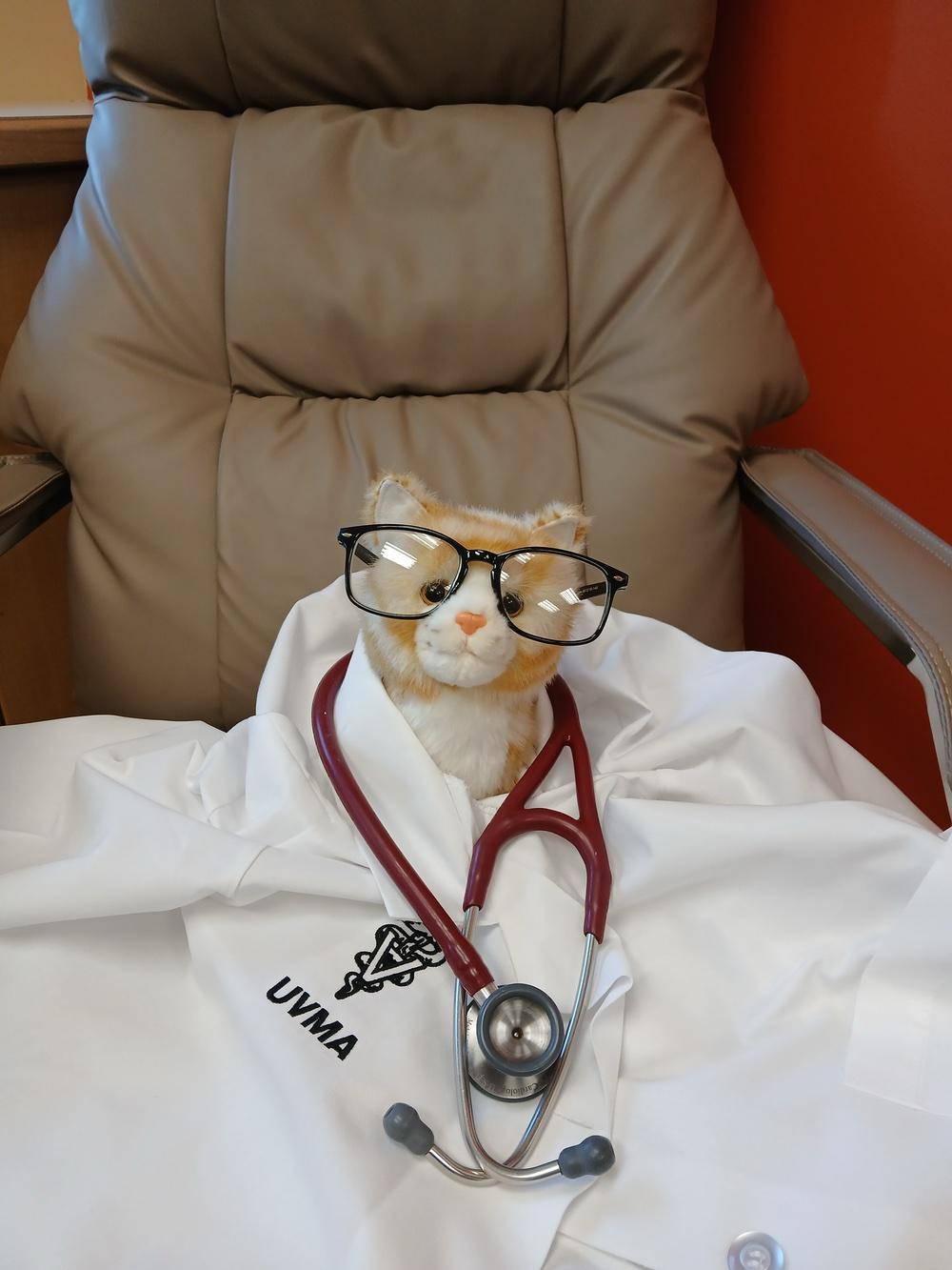 Austen, a rather plushie diagnostic challenge patient, supervises the Paws & Claws clinic as they work on their presentation.