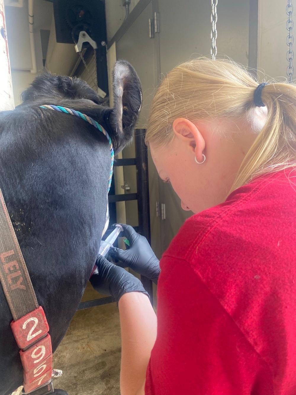 Madi administers medication to a cow after an LDA operation.