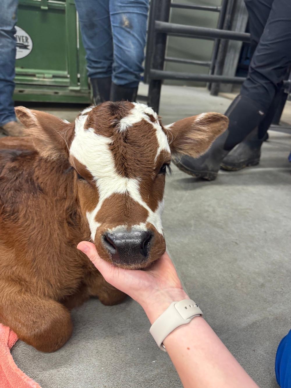 A cloned calf.