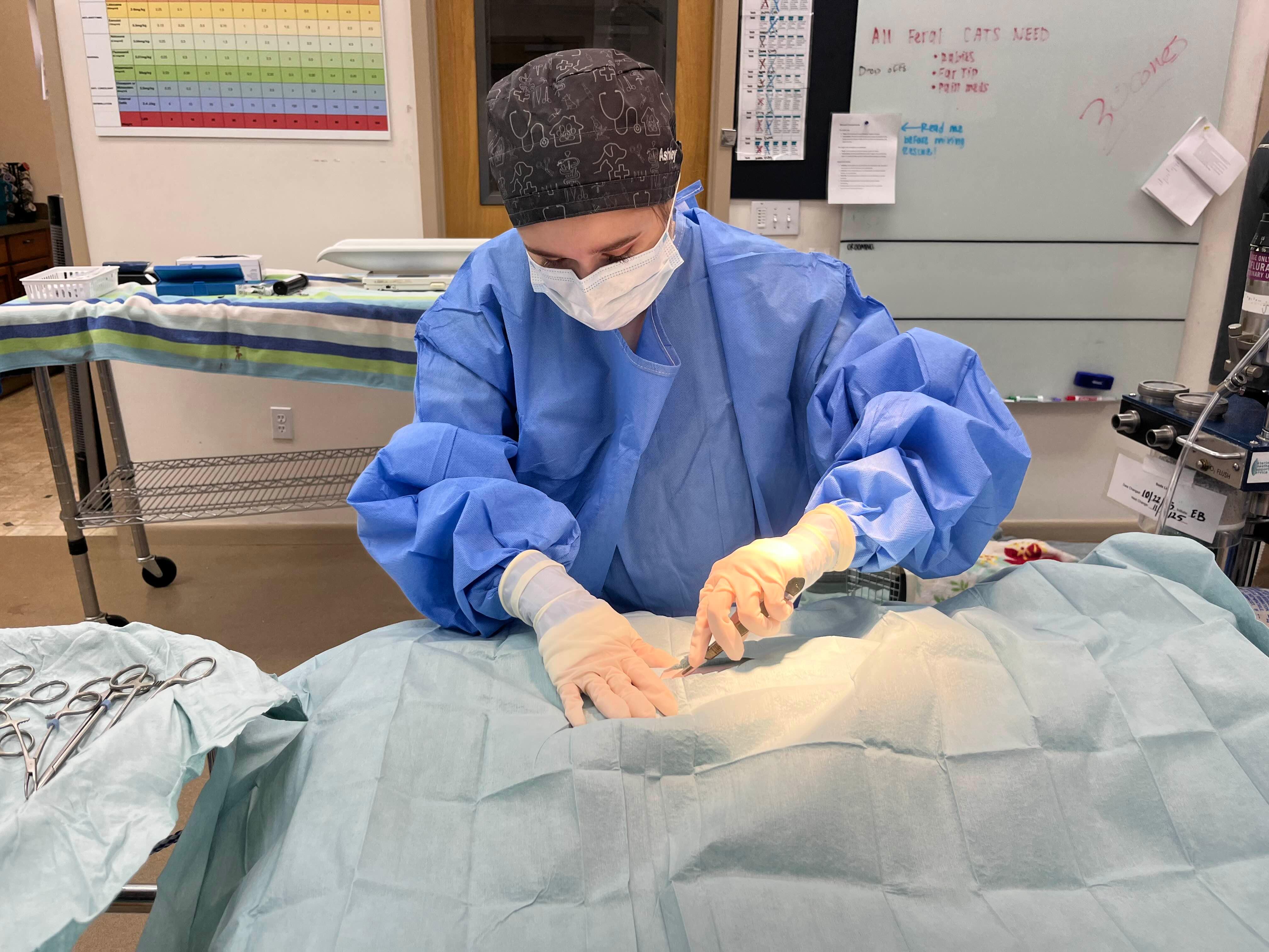Ashley performs a spay on a cat for a TNR clinic.