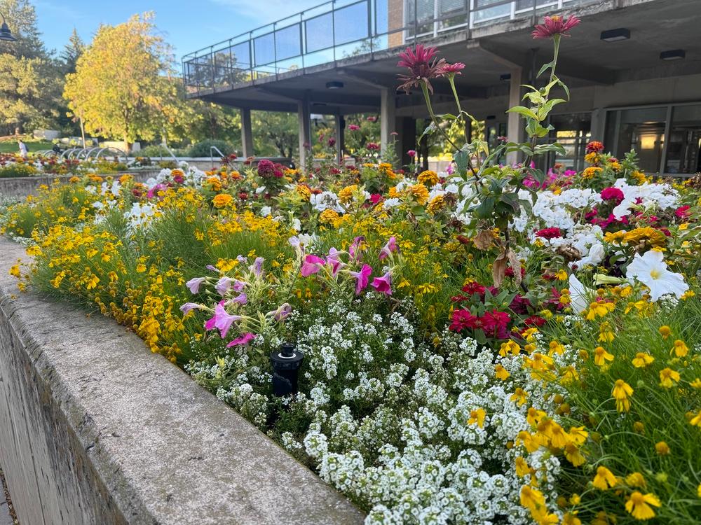 Flowers bloom just outside the Taggart Student Center during early fall semester.