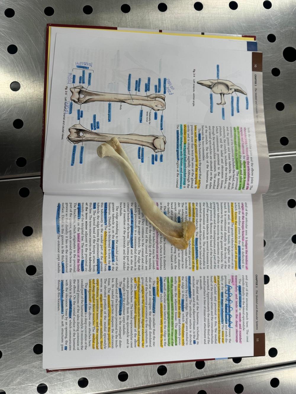A humerus from the bone box alongside a textbook from the musculoskeletal Form and Function course. 