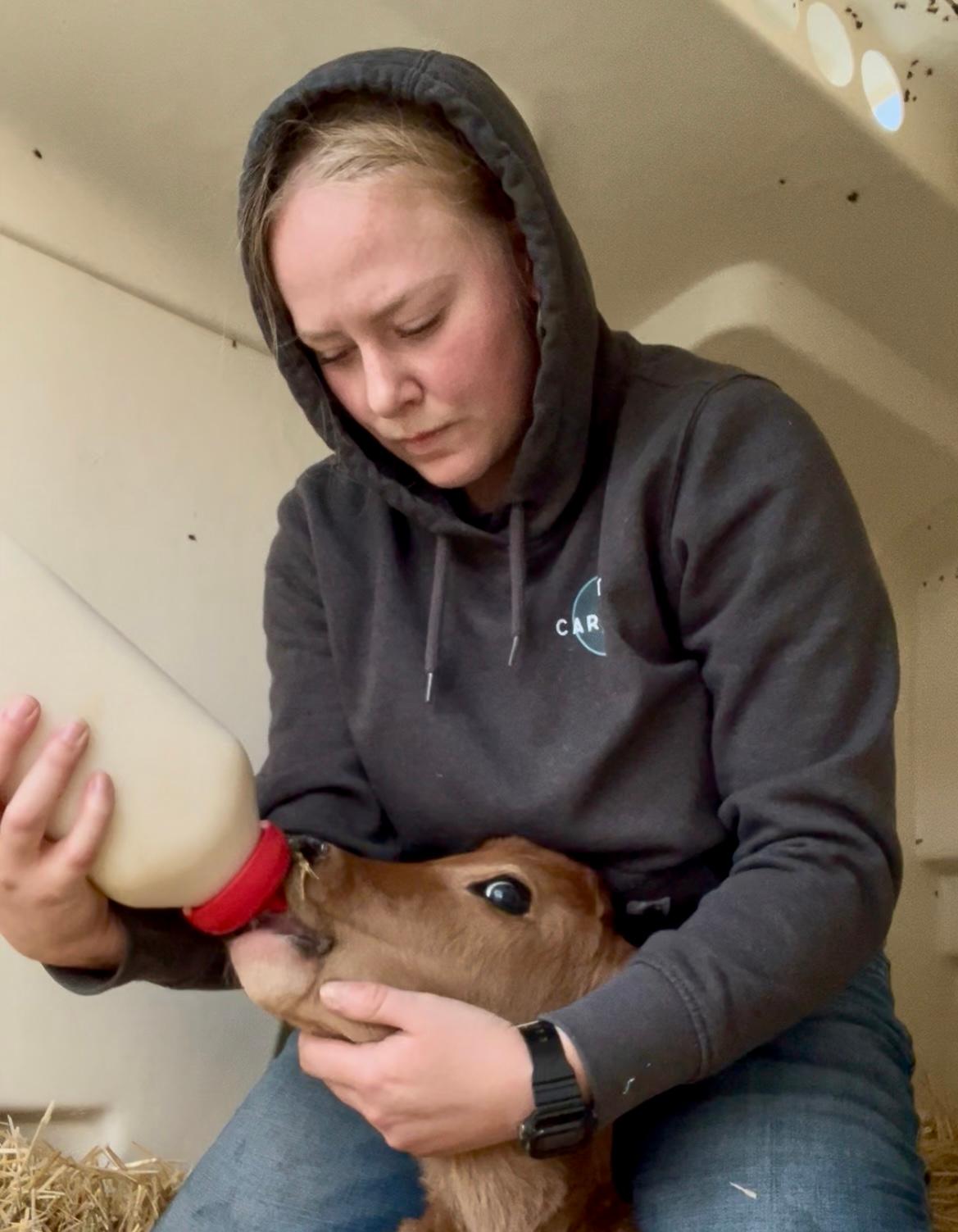 Madi helps nurse a newly-born jersey calf.