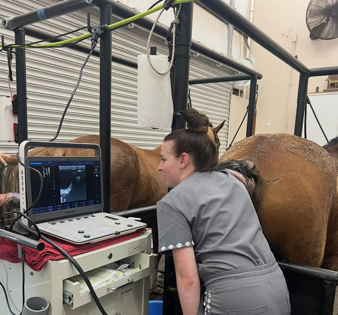 Cassie during a 3-day equine ultrasound training in Tomball, TX where she broadened her knowledge of embryo transfer techniques and how to perform reproductive palp scans. 