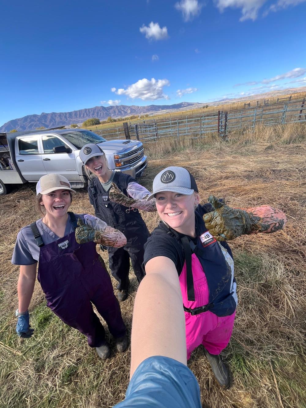 Madi, Loulou, and Jorey take a break from class to preg check cows.